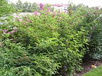 Glycyrrhiza Glabra (fam Fabacees) (rg mediterraneennes) (1) (Photo F. Mrugala)